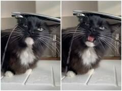 ढेर सारा पानी पीने के बाद भी प्यासी रह गई बिल्ली, दिल जीत रही मासूम हरकत