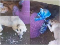 महिला ने कुत्ते के भूखे बच्चों को खिलाया खाना, डॉगी ने खास अंदाज में अदा किया शुक्रिया