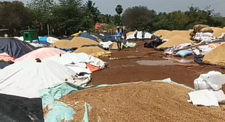 Trichy: Damage to paddy bundles kept for purchase in Thiruverumbur due to sudden rains திடீர் மழையால் திருவெறும்பூரில் கொள்முதலுக்காக வைக்கப்பட்ட நெல் மூட்டைகள் சேதம்