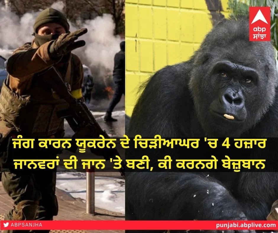 ਜੰਗ ਕਾਰਨ ਯੂਕਰੇਨ ਦੇ ਚਿੜੀਆਘਰ 'ਚ 4 ਹਜ਼ਾਰ ਜਾਨਵਰਾਂ ਦੇ ਸਾਹਮਣੇ ਭੋਜਨ ਦਾ ਸੰਕਟ, ਕਿੱਥੇ ਜਾਣਗੇ ਬੇਜ਼ੁਬਾਨ?