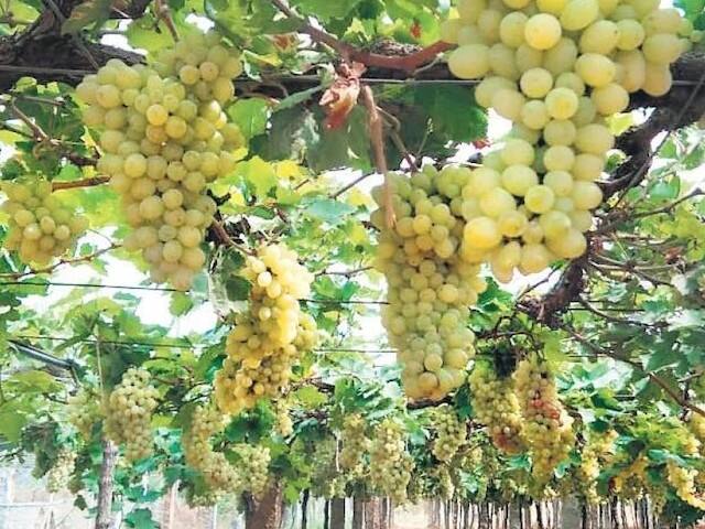 Maharashtra Solapur Pandharpur Latest News unseasonal rain may cause estimated Rs 100 crore loss farmer अवकाळी पाऊस मुळावर, पंढरपुरात द्राक्ष उत्पादक शेतकऱ्यांना बसणार 100 कोटींचा फटका