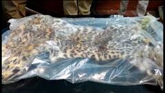 Siliguri: শিলিগুড়ির ফাঁসিদেওয়ায় চিতাবাঘের চামড়া ও নখ সহ গ্রেফতার ৩ । Bangla News