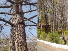 Holi 2022: होलिका दहन में काम आने वाला ये पेड़ दिल और स्किन की बीमारियों को करता है दूर, जानें इसके औषधीय गुण