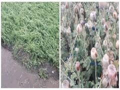 MP Weather Forecast: मध्य प्रदेश के इन जगहों पर फिर से बेमौसम बारिश और ओला गिरने को लेकर अलर्ट जारी, किसानों की बढ़ी चिंता