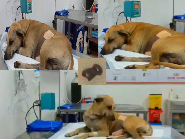 சென்னையில் நாயின் காலில் இருந்து எடுக்கப்பட்ட துப்பாக்கி தோட்டா...!