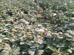 Rajasthan: ओलावृष्टि की वजह से बर्बाद हुई अफीम की फसल, प्रतापगढ़ में किसानों को हुआ करोड़ों रुपए का नुकसान