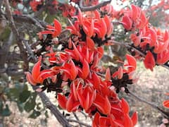 PHOTO : वसंत ऋतूच्या स्वागतासाठी बहरला पळस, केसरी फुलांच्या न्हाऊन निघाला