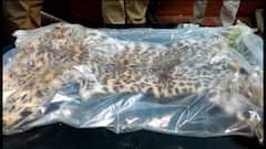 Siliguri: চিতাবাঘের মাংস খেয়ে চামড়া, নখ বিক্রি করার চেষ্টা, চিতাবাঘের চামড়া ও নখ সহ গ্রেফতার ৩ । Bangla News