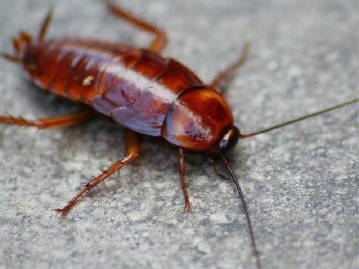 Tips to get rid of cockroach in home at tamil வீட்டில் இருக்கும் பொருட்களை கொண்டே கரப்பான்களை விரட்ட டிப்ஸ் இதோ...!