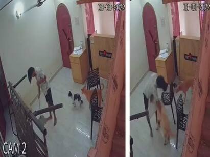 Chennai Chitlapakkam Dog shot at in Chennai cops look for assailant Crime : ’பாத்துக்க சொல்லி காசு கொடுத்தேனே சார்’... சித்ரவதை செய்து நாயை கொன்ற வடமாநில இளைஞர்.. அதிரவைத்த சிசிடிவி காட்சி