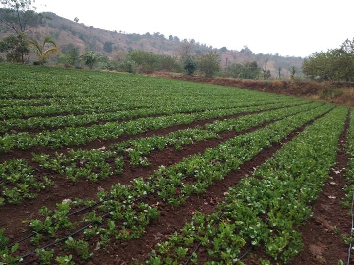 लॉकडाऊन काळात या फळांची निर्यात खंडीत झाल्याने उत्पादकांचे मोठे नुकसान होऊन हंगाम वाया गेले होते.