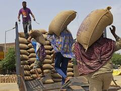 Ujjain: उज्जैन में गेहूं उपार्जन की तैयारी, संभागायुक्त ने की पंजीयन की स्थिति और भंडारण की समीक्षा 