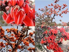 PHOTO : वसंत ऋतूच्या स्वागतासाठी बहरला पळस, केसरी फुलांच्या न्हाऊन निघाला