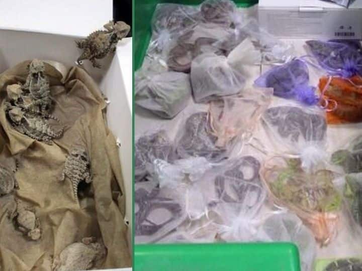 Man Caught at US Mexico border With 52 Live Snakes And Horned Lizards Hidden In His Clothing Man Caught With 52 Live Snakes And Horned Lizards Hidden In His Clothing As He Tried To Sneak Them Into US