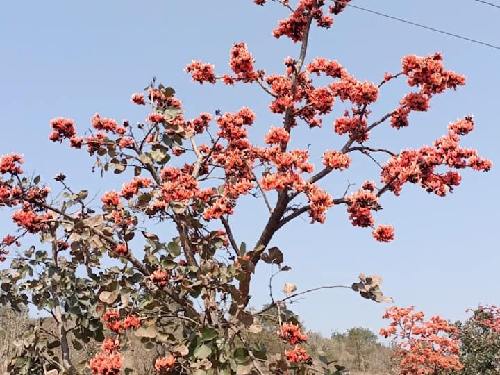 वैदिक काळापासून पळसाचा उपयोग यज्ञ कर्मामध्ये केला जातो, पळसाच्या फुलांचे अनेक औषधी गुणधर्म सुद्धा आहेत. वसंत ऋतूच्या आगमनाची चाहूल देणारी पळसाची केसरी रंगाच्या फुलांनी जंगल बहरला असल्याने सर्वत्र केसरी रंग पसरलेला दिसत आहे.