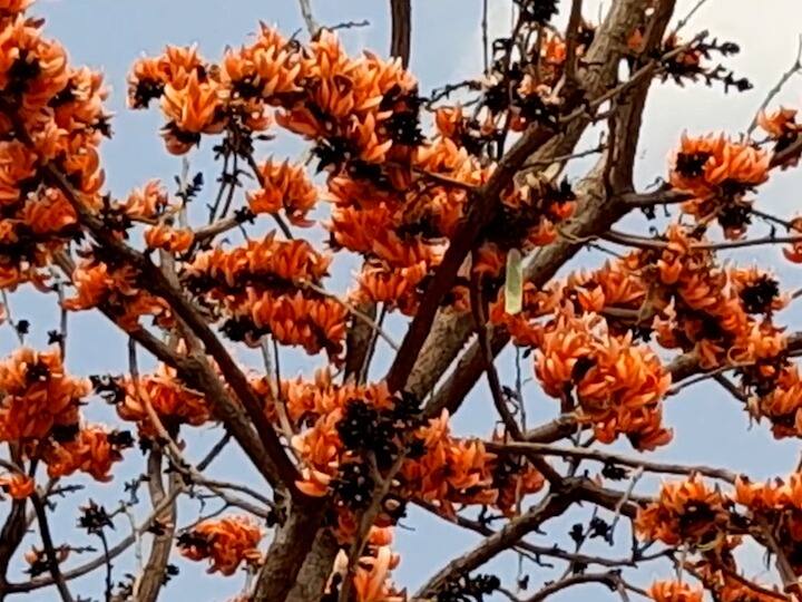 मूत्र मार्गाचे विकार, त्वचा रोग अशा अनेक आजारांवर पळस फुलांचा रस गुणकारी असल्याचं या परिसरातील जाणकारांनी सांगितलं.