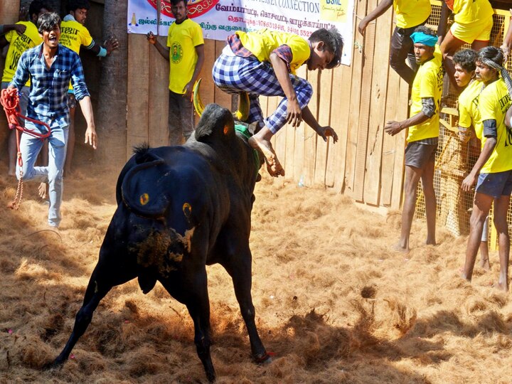 கொசவப்பட்டி அந்தோணியார் கோயில் ஜல்லிக்கட்டு திருவிழா - சீறிய காளைகளை சீற்றத்துடன் அடக்கிய காளையர்கள்