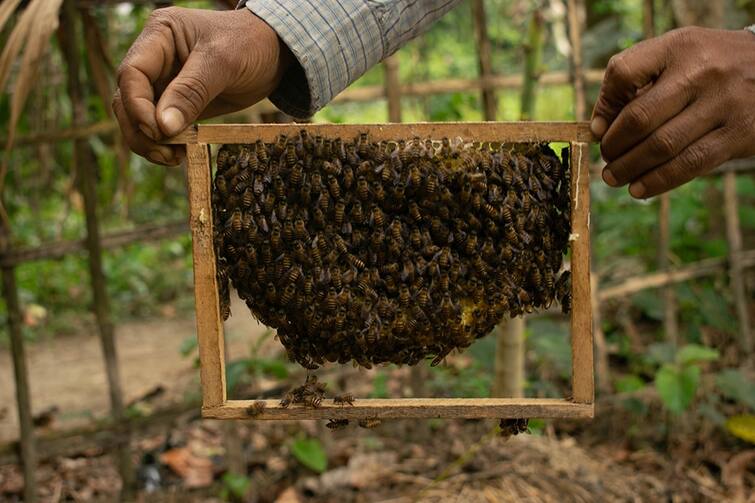 Honeybee farming business low investment and more profit check in details Honeybee Farming: ઓછા ખર્ચે વધુ નફો, મધમાખી પાલનથી બની જશો લખપતિ