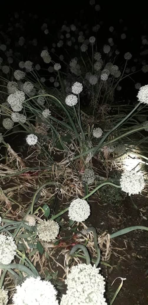 अवकाळी पावसामुळे कांदा बीजोत्पादन व गुणवत्ता हे दोन्ही बाधित होण्याची शक्यता