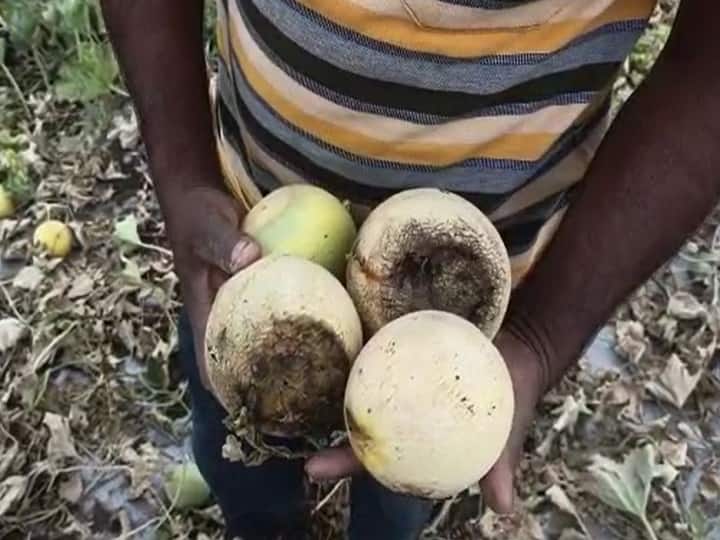 Melon farmers in crisis due to climate change in hingoli Melon production : वातावरणाच्या बदलामुळं खरबूज उत्पादक शेतकरी संकटात, एकीकडं रोगांचा प्रादुर्भाव तर दुसरीकडं कवडीमोल दर