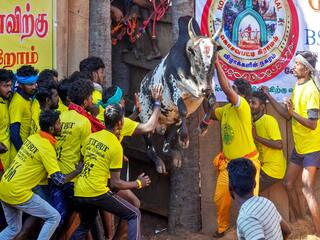 கொசவப்பட்டி அந்தோணியார் கோயில் ஜல்லிக்கட்டு திருவிழா - சீறிய காளைகளை சீற்றத்துடன் அடக்கிய காளையர்கள்