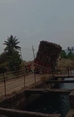 PHOTO : गेला...गेला...पडला...पडला म्हणेस्तोवर गच्च भरलेला उसाचा ट्रक कालव्यात कोसळला!
