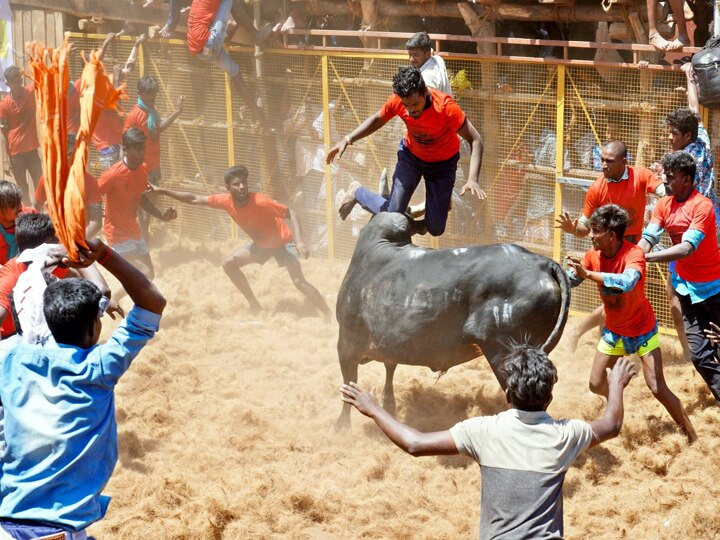 கொசவப்பட்டி அந்தோணியார் கோயில் ஜல்லிக்கட்டு திருவிழா - சீறிய காளைகளை சீற்றத்துடன் அடக்கிய காளையர்கள்