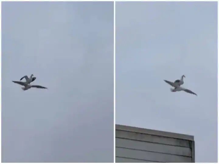 ਖੁੱਲ੍ਹੇ ਆਸਮਾਨ 'ਚ ਉੱਡਦੇ ਪੰਛੀ ਦੀ ਪਿੱਠ 'ਤੇ ਬੈਠਕੇ ਦੂਜੇ ਪੰਛੀ ਨੇ ਲਏ ਨਜ਼ਾਰੇ, ਵੀਡੀਓ ਤੁਹਾਡਾ ਵੀ ਦਿਲ ਕਰ ਦੇਵੇਗੀ ਖੁਸ਼