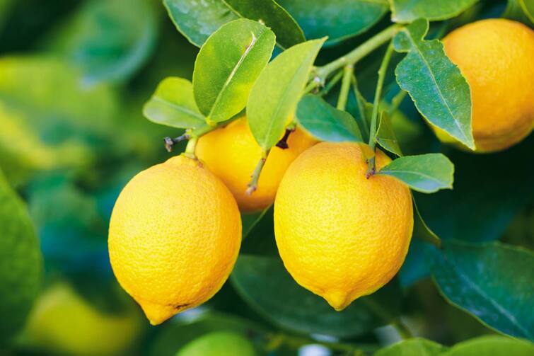 In Gujarat, the price of one lemon reached Rs 15 to 20 rupee લીંબુએ દાંત ખાટા કર્યાઃ એક નંગ લીંબુનો ભાવ 15થી 20 રૂપિયાએ પહોંચ્યો