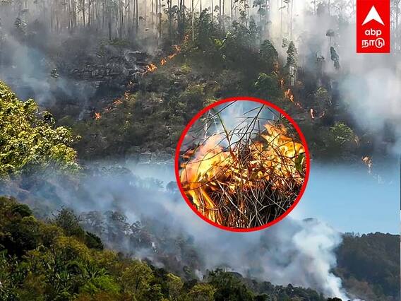 பற்றி எரியும் கொடைக்கானல்.. புகை மண்டலமான காடுகள்