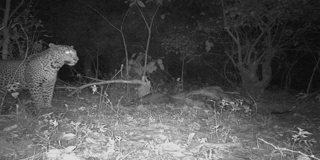 Purulia forest leopard picture snapped in trap camera Purulia: একের পর এক গবাদি পশুর মৃত্যু, উদ্ধার হচ্ছে কঙ্কাল! নেপথ্যের কারণ প্রকাশ্যে আসতেই শিহরণ