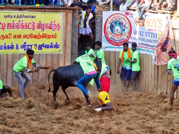 கொசவப்பட்டி அந்தோணியார் கோயில் ஜல்லிக்கட்டு திருவிழா - சீறிய காளைகளை சீற்றத்துடன் அடக்கிய காளையர்கள்