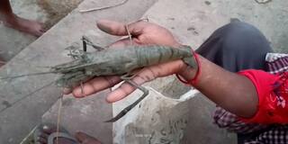 Hooghly News: উঠে আসছে কিলো কিলো গলদা চিংড়ি, ধরতে হুড়োহুড়ি শেওড়াফুলি ঘাটে