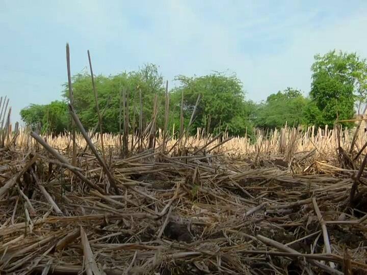 960 acres of farmland that have been barren without water for irrigation for 15 years திருவாரூர் : 15 ஆண்டுகளாக பாசனத்திற்கு தண்ணீர் இன்றி தரிசாக மாறிவரும்  960 ஏக்கர் விவசாய நிலங்கள்..