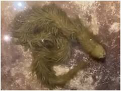 थाईलैंड के दलदल में मिला रहस्यमयी 'प्यारा हरा' सांप, वीडियो देख दंग रह जाएंगे आप