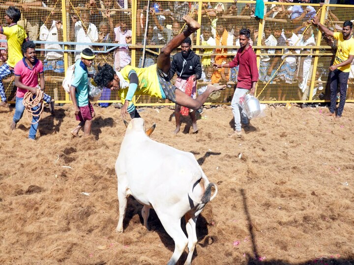 கொசவப்பட்டி அந்தோணியார் கோயில் ஜல்லிக்கட்டு திருவிழா - சீறிய காளைகளை சீற்றத்துடன் அடக்கிய காளையர்கள்