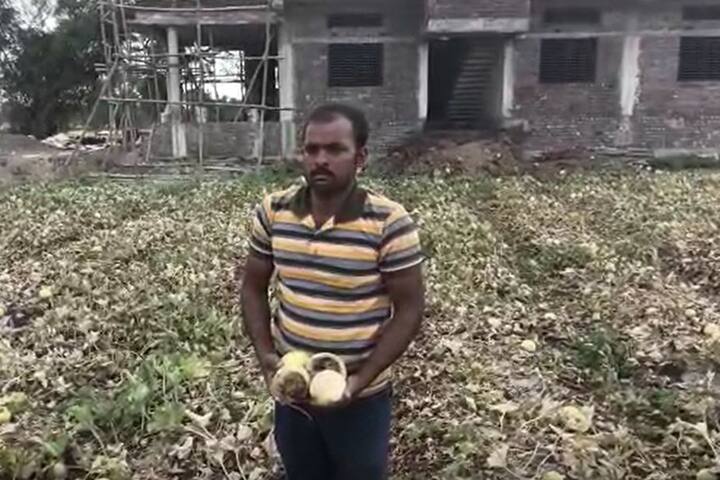 वातावरणाच्या बदलामुळं हिंगोलीतील खरबूज उत्पादक शेतकरी संकटात