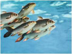 'जवान' नहीं बन पाया तो शख्स बना किसान, 'फिशमैन' के रूप में ऐसे बनाई पहचान