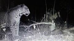 Purulia Leopard : কোটশিলার সিমনিজাবর জঙ্গলে বন দফতরের পাতা ক্যামেরায় দেখা মিলল চিতাবাঘ।Bangla News