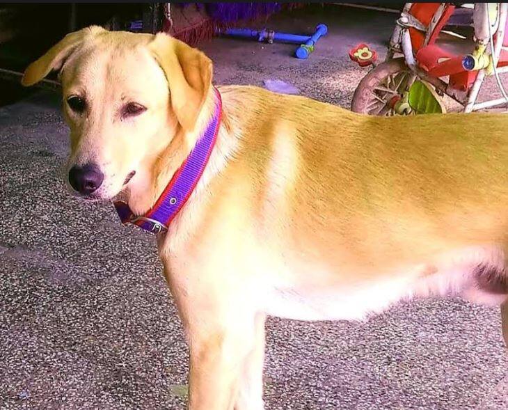 Chandrapur News Updates 50000 reward for finding a lost dog;  appeal of Chandrapur dog lover हरवलेला कुत्रा शोधून देणाऱ्यासाठी 50 हजारांचे बक्षीस; चंद्रपूरच्या श्वानप्रेमीचं आवाहन चर्चेत