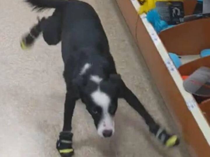 Dog Wears Shoes excited seeing walking in shoes Video Viral Watch: क्या हुआ जब डॉगी को पहनाया गया जूता, वीडियो देख छूट जाएगी हंसी