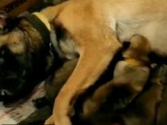 Watch: आईटीबीपी वॉरियर डॉग्स जूली और ओक्साना ने दिया 13 फाइटर पिल्लों को जन्म, वीडियो वायरल