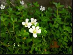 ਦਿਮਾਗ ਤੇਜ਼ ਕਰਨ 'ਚ ਫਾਇਦੇਮੰਦ ਬ੍ਰਹਮੀ ਦਾ ਸੇਵਨ, ਆਯੁਰਵੈਦਿਕ ਵਿਧੀ ਦਾ ਕਰੋ ਉਪਯੋਗ