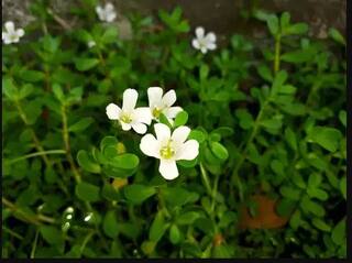 ਦਿਮਾਗ ਤੇਜ਼ ਕਰਨ 'ਚ ਫਾਇਦੇਮੰਦ ਬ੍ਰਹਮੀ ਦਾ ਸੇਵਨ, ਆਯੁਰਵੈਦਿਕ ਵਿਧੀ ਦਾ ਕਰੋ ਉਪਯੋਗ