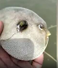 Different species of fish found in East Godavari: చేప పేరు బొంక, ఇతర విశేషాలు తెలుసుకోండి| ABP Desam