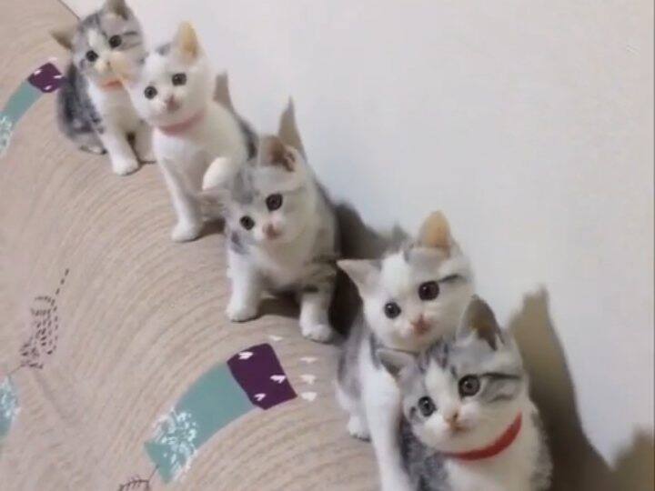 If the kittens were dancing rhythmically and nodding their heads, Video went Viral Viral Video: పిల్లిపిల్లలు లయబద్ధంగా ఒకేలా తల ఊపుతూ డ్యాన్సు చేస్తుంటే, ఆ  వీడియో వైరల్ అవ్వకుండా ఉంటుందా?