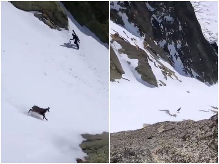 Goat seen running on snowy mountains watch video viral video बर्फ के चादर से ढकी पहाड़ों पर दौड़ती बकरी, रफ्तार देख रह जाएंगे दंग, वीडियो वायरल