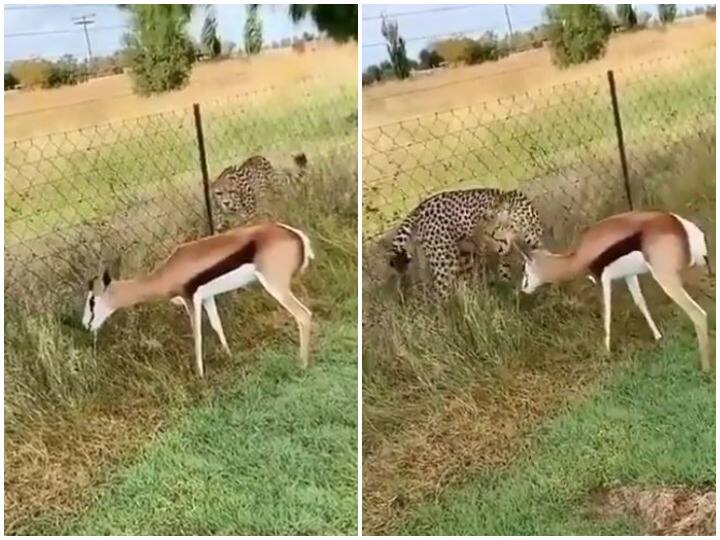Watch: चुपके से आए चीते ने किया जानलेवा हमला, मौत सामने होने पर भी नहीं घबराया हिरण Deer was not afraid of the deadly attack of a cheetah that came secretly Watch: चुपके से आए चीते ने किया जानलेवा हमला, मौत सामने होने पर भी नहीं घबराया हिरण