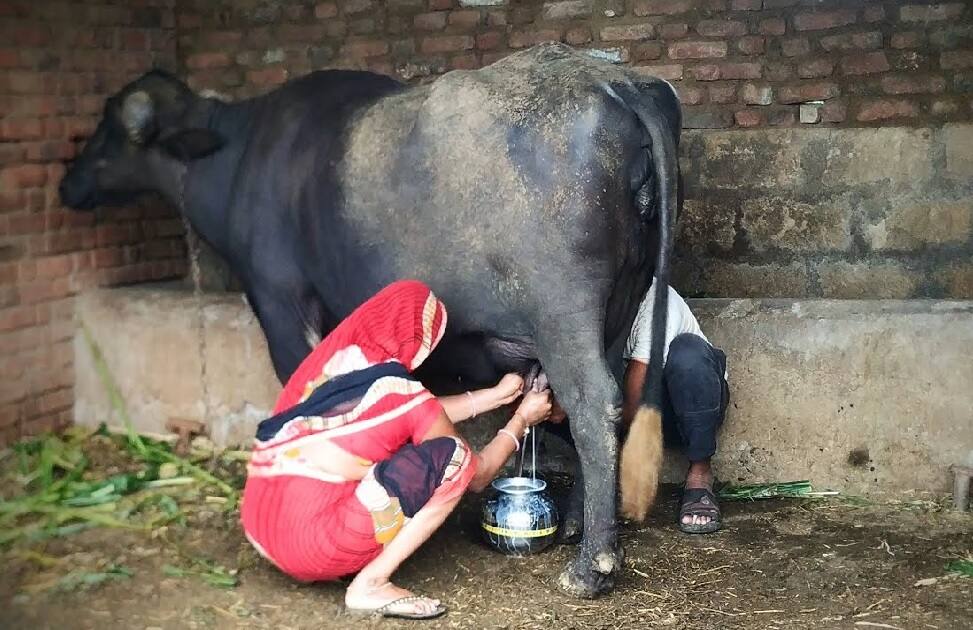 પશુપાલકો માટે ખોટનો સોદો સાબિત થઈ રહ્યું છે દૂધ ઉત્પાદન, ઘાસચારો બન્યો મોંઘો Milk production becomes costlier for farmers after increase prices પશુપાલકો માટે ખોટનો સોદો સાબિત થઈ રહ્યું છે દૂધ ઉત્પાદન, ઘાસચારો બન્યો મોંઘો