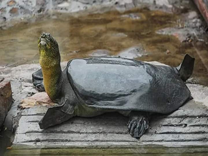 Newly identified softshell turtle species lived in the shadow of the dinosaurs டைனோசர் காலத்தில் வாழ்ந்த ஆமை கண்டுபிடிப்பு.. அசத்திய விஞ்ஞானிகள்